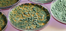 Mold Testing Mold Testing